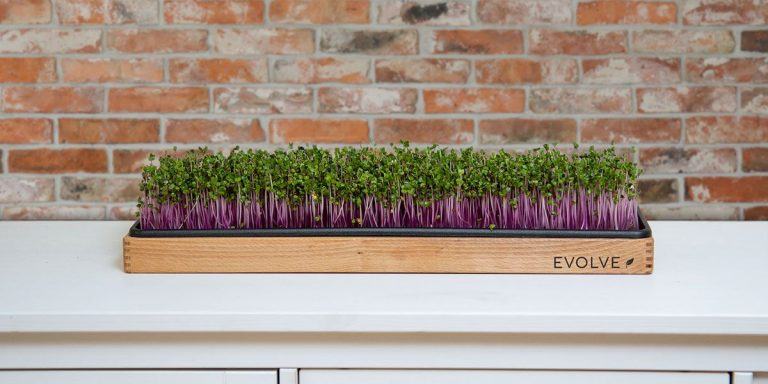 Nov slovenski projekt na Kickstarterju – Spoznajte Evolve Garden